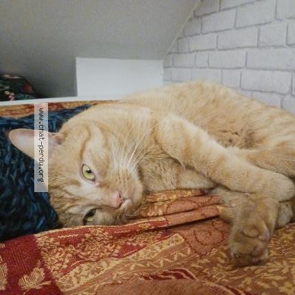 Photo 1/1 Found cat Found in Torcy