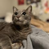 Picture of cat lost at Blanco