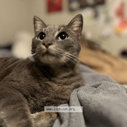 Photo 1/1 Sylvia Chat lost in Blanco