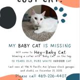 Picture of cat lost at Ventura