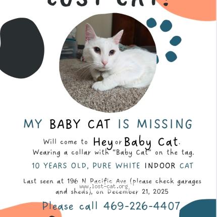 Photo 1/1 Baby Cat Chat lost in Ventura