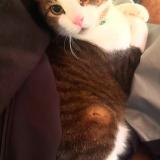 Picture of cat lost at Portland