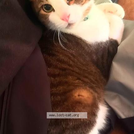 Photo 1/1 Tonnice Chat lost in Portland