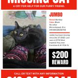 Picture of cat lost at Inglewood