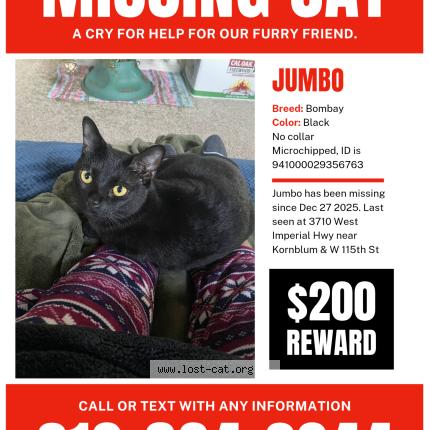 Photo 1/1 Jumbo Chat lost in Inglewood