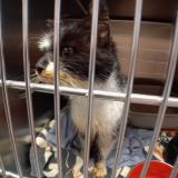 Picture of cat found at Yves