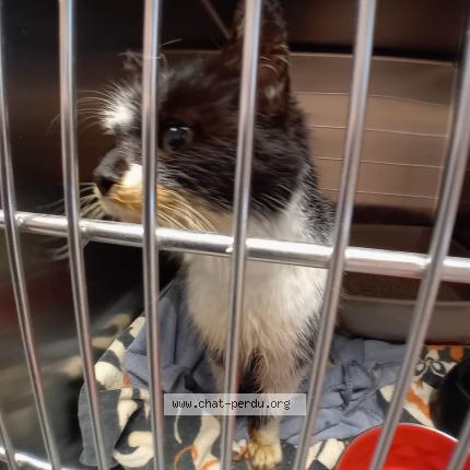 Photo 1/1 Found cat Found in Yves