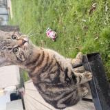 Picture of cat found at Compiegne