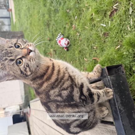 Photo 1/1 Found cat Found in Compiegne