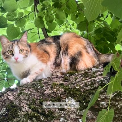 Photo 1/1 Hécate Chat lost in Lurs