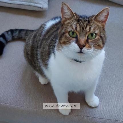 Photo 1/1 Pif Chat lost in Guitres
