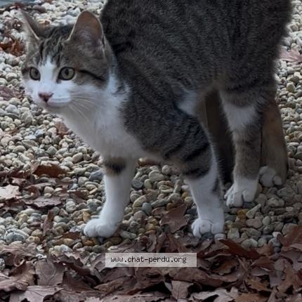 Photo 1/1 Found cat Found in Chateaubriant