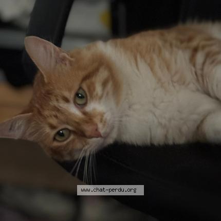 Photo 1/1 Sa&iuml;ko Chat lost in 83560 saint julien france