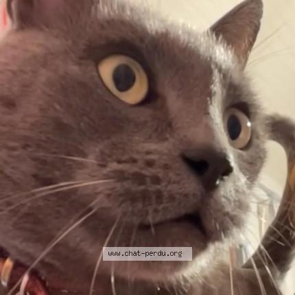 Photo 1/1 FELIX Chat lost in Saint nom la breteche