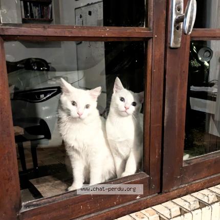 Photo 1/1 Perrin Kevin Chat lost in Villefranche de rouergue