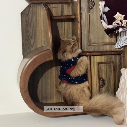 Photo 1/1 Sheru Chat lost in Chandigarh