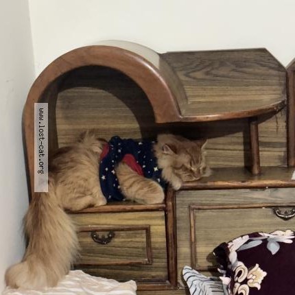 Photo 1/1 Sheru Cat lost in Chandigarh
