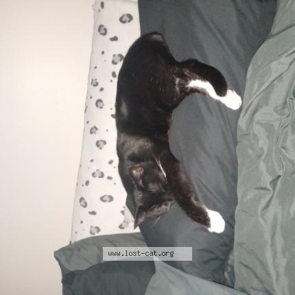 Photo 1/1 Johnny Chat lost in Louisville