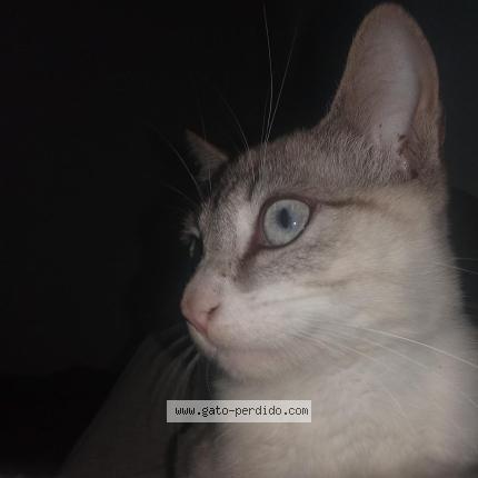 Photo 1/1 Jasper Chat lost in Huanuco