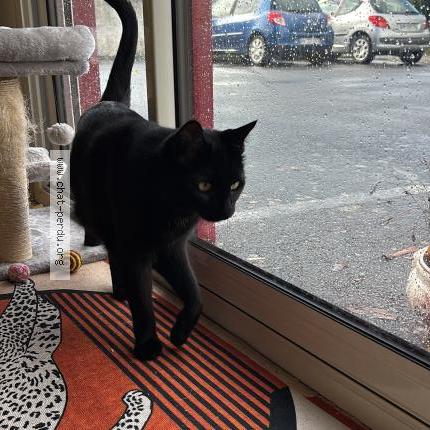 Photo 1/1 Pitichat Chat lost in Montaigu