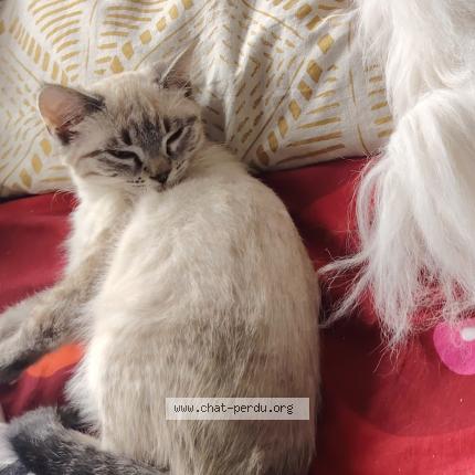 Photo 1/1 Stella Chat lost in Les mureaux