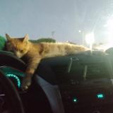 Picture of cat lost at Long Beach