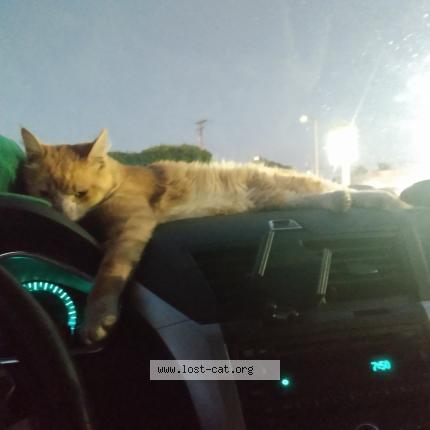 Photo 1/1 little baby Chat lost in Long beach