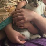 Picture of cat lost at Chilliwack