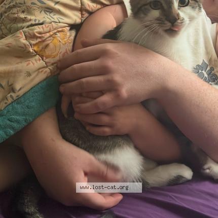 Photo 1/1 Oscar Chat lost in Chilliwack