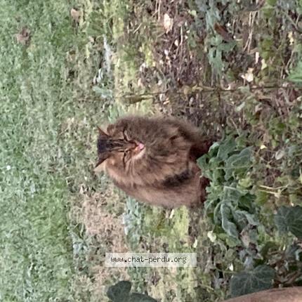 Photo 1/1 Found cat Found in Gagny