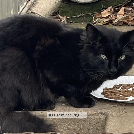 Photo 1/1 Found cat Found in Dacono