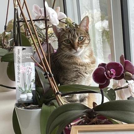 Photo 1/1 Zelda Chat lost in Brive la gaillarde