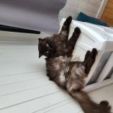 Picture of cat lost at Lorient