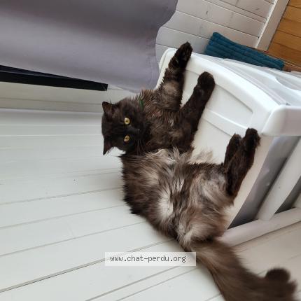 Photo 1/1 Cat reunited Lost in Lorient