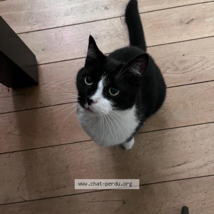 Foto van vermiste kat in Bruxelles