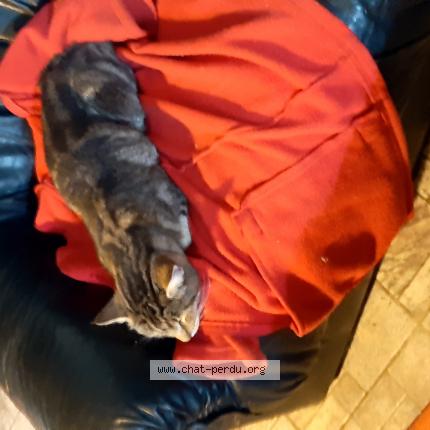 Photo 1/1 Found cat Found in Chire en montreuil