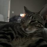 Picture of cat lost at Dallas