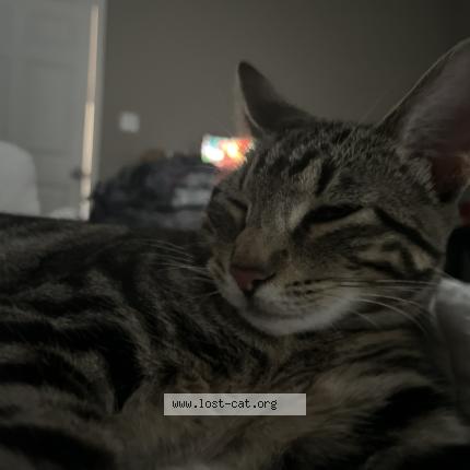 Photo 1/1 Layla Chat lost in Dallas