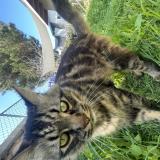 Picture of cat lost at San Diego