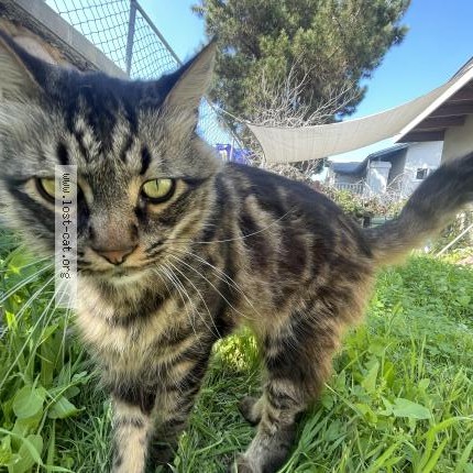 Photo 1/1 Harvey Cat lost in San Diego