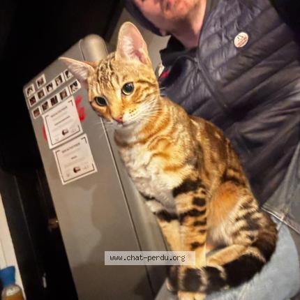 Photo 1/1 Found cat Found in Frehel