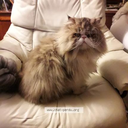 Photo 1/1 ONYX Chat lost in Saint meloir des ondes