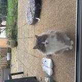 Picture of cat lost at Saint Maixent L Ecole