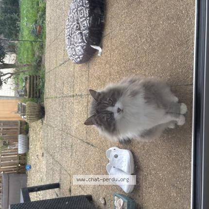 Photo 1/1 Ange Chat lost in Saint maixent l ecole