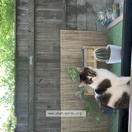 Photo 1/1 Twixy Chat lost in Grenoble