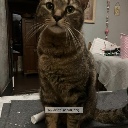 Photo 1/1 Sniw Chat lost in Cestas