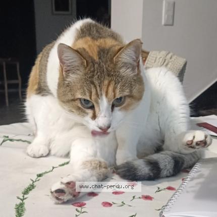 Photo 1/1 Paulette Chat lost in Beaufort en anjou