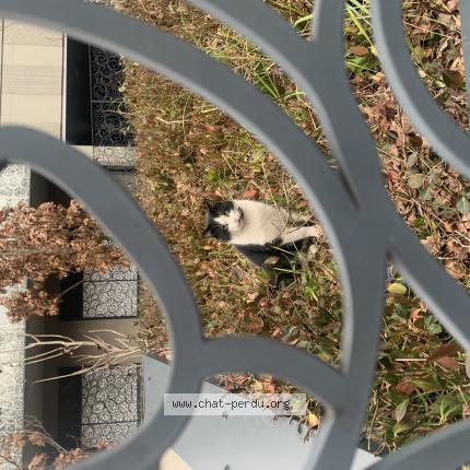 Photo 1/1 Found cat Found in La madeleine