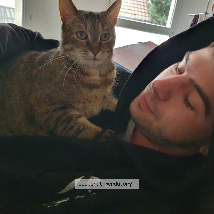 Photo 1/2 Pitichat Chat lost in Schitligheim