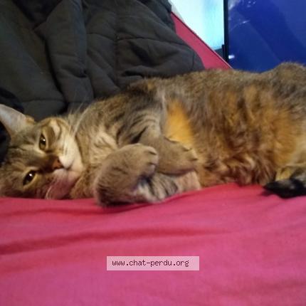 Photo 2/2 Pitichat Chat lost in Schitligheim